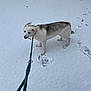 Sezame a rejoint le concours — aidez-le/la à gagner de superbes lots ! dog, puppy, husky, snow, leash, footprints, outdoor, animal, pet, winter, white, curious, blue_eyes, canine, nature, playful, young, frozen, cold, fur