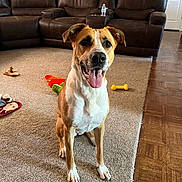 Giget is registered to the contest to win money with this photo: animal, architecture, building, canine, couch, dog, furniture, hardwood, homedecor, hound, indoors, interiordesign, labradorretriever, livingroom, person, pet, puppy, room, table, wood