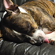 Ganja a rejoint le concours — aidez-le/la à gagner de superbes lots ! dog, sleeping, tongue_out, brindle, pet, animal, leather_couch, cozy, resting, indoor, closeup, cute, domestic_animal, fur, relaxation, quiet, peaceful, canine, tongue, lying_down