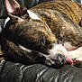 dog, sleeping, tongue_out, brindle, pet, animal, leather_couch, cozy, resting, indoor, closeup, cute, domestic_animal, fur, relaxation, quiet, peaceful, canine, tongue, lying_down