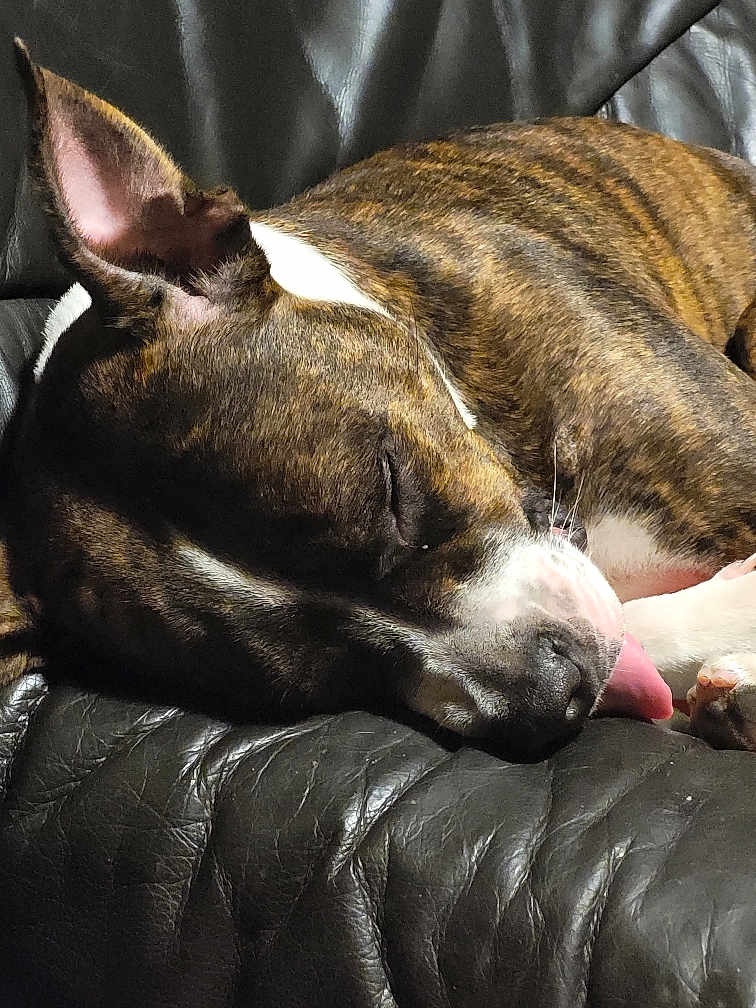 Ganja a rejoint le concours — aidez-le/la à gagner de superbes lots ! dog, sleeping, tongue_out, brindle, pet, animal, leather_couch, cozy, resting, indoor, closeup, cute, domestic_animal, fur, relaxation, quiet, peaceful, canine, tongue, lying_down