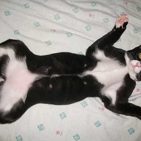 Simba