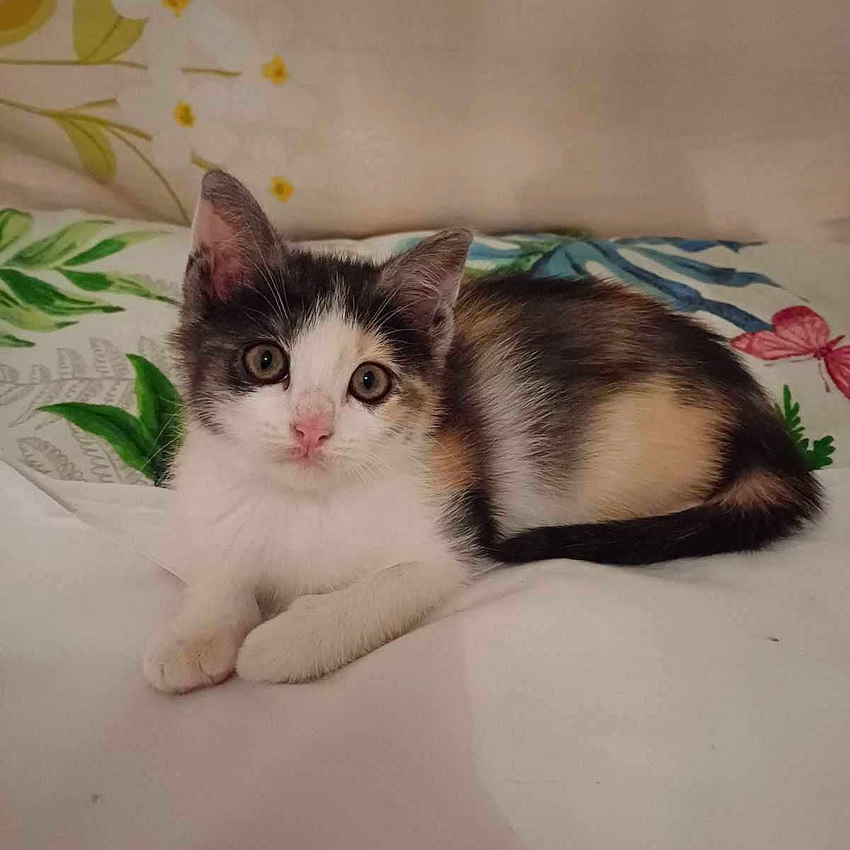 Stella