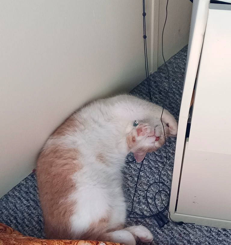 Pumpkin joined the competition — help win amazing prizes! canidae, carnivore, cat, claw, comfort, companion_dog, dog_breed, domestic_short_haired_cat, fawn, felidae, foot, fur, nap, paw, pet_supply, small_to_medium_sized_cats, snout, sporting_group, tail, whiskers