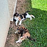 Brownie Et Bounty participe au concours pour gagner de l'argent avec cette photo : kitten, cat, calico_cat, grass, outdoor, sunlight, building, resting, grooming, nature, pets, animal, fur, cute, playful, young, mammal, daylight, greenery, relaxation