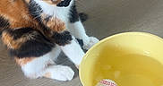 Brownie Et Bounty a rejoint le concours — aidez-le/la à gagner de superbes lots ! cat, kitten, calico, animal, pet, yellow_bowl, baseball, water, floor, indoor, curious, playing, young_cat, feline, whiskers, claws, sitting, looking_down, domestic_animal, wooden_floor