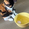 cat, kitten, calico, animal, pet, yellow_bowl, baseball, water, floor, indoor, curious, playing, young_cat, feline, whiskers, claws, sitting, looking_down, domestic_animal, wooden_floor