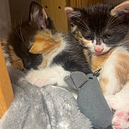 Brownie Et Bounty participe au concours pour gagner de l'argent avec cette photo : kitten, cat, calico, sleeping, curious, toy_mouse, blanket, soft, wooden, cozy, indoor, pet, animal, fur, paw, cute, snuggling, resting, domestic_cat, young