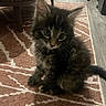 black, brown, carpet, cat, ears, floor, fluffy, furniture, indoors, kitten, living_room, long_hair, pet, portrait, rug, sitting, tabby, table, tail, whiskers