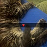 Bya a rejoint le concours — aidez-le/la à gagner de superbes lots ! cat, kitten, tabby, fluffy, fur, pet, animal, sleeping, lying_down, stretching, raised_paw, whiskers, ears, tail, blue_clothing, lap, cuddly, indoor, cozy, heart_emoji