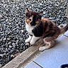 Brownie a rejoint le concours — aidez-le/la à gagner de superbes lots ! calico_kitten, cat, kitten, feline, animal, pet, curious, outdoor, stones, gravel, tiled_floor, white_paws, black_fur, orange_fur, young_animal, small, cute, sitting, whiskers, ears