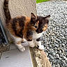 Brownie participe au concours pour gagner de l'argent avec cette photo : kitten, cat, calico, feline, pet, outdoor, curious, small, fur, tail, whiskers, eyes, texture, wall, tiles, gravel, nature, young, animal, cute