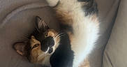 Brownie participe au concours pour gagner de l'argent avec cette photo : cat, calico, pet, feline, relaxed, stretched_out, blanket, couch, indoor, fur, whiskers, paw, sleepy, cozy, resting, cute, animal, domestic, soft, comfort