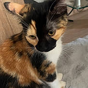 Brownie participe au concours pour gagner de l'argent avec cette photo : cat, calico_cat, fur, whiskers, ears, indoor, furniture, wood, glass, soft_surface, pet, animal, sitting, closeup, cute, domestic_cat, calm, looking_down, floor, home