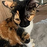 cat, calico_cat, fur, whiskers, ears, indoor, furniture, wood, glass, soft_surface, pet, animal, sitting, closeup, cute, domestic_cat, calm, looking_down, floor, home