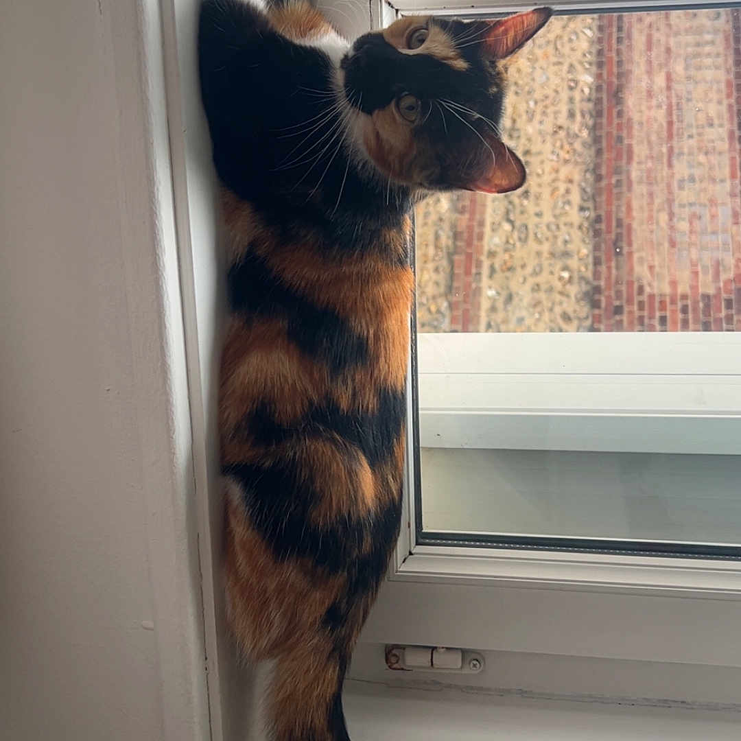 Brownie a rejoint le concours — aidez-le/la à gagner de superbes lots ! cat, calico_cat, windowsill, window, indoor, curious, pet, animal, feline, tail, fur_pattern, orange, black, white, resting, light, daylight, brick_wall, home, cozy