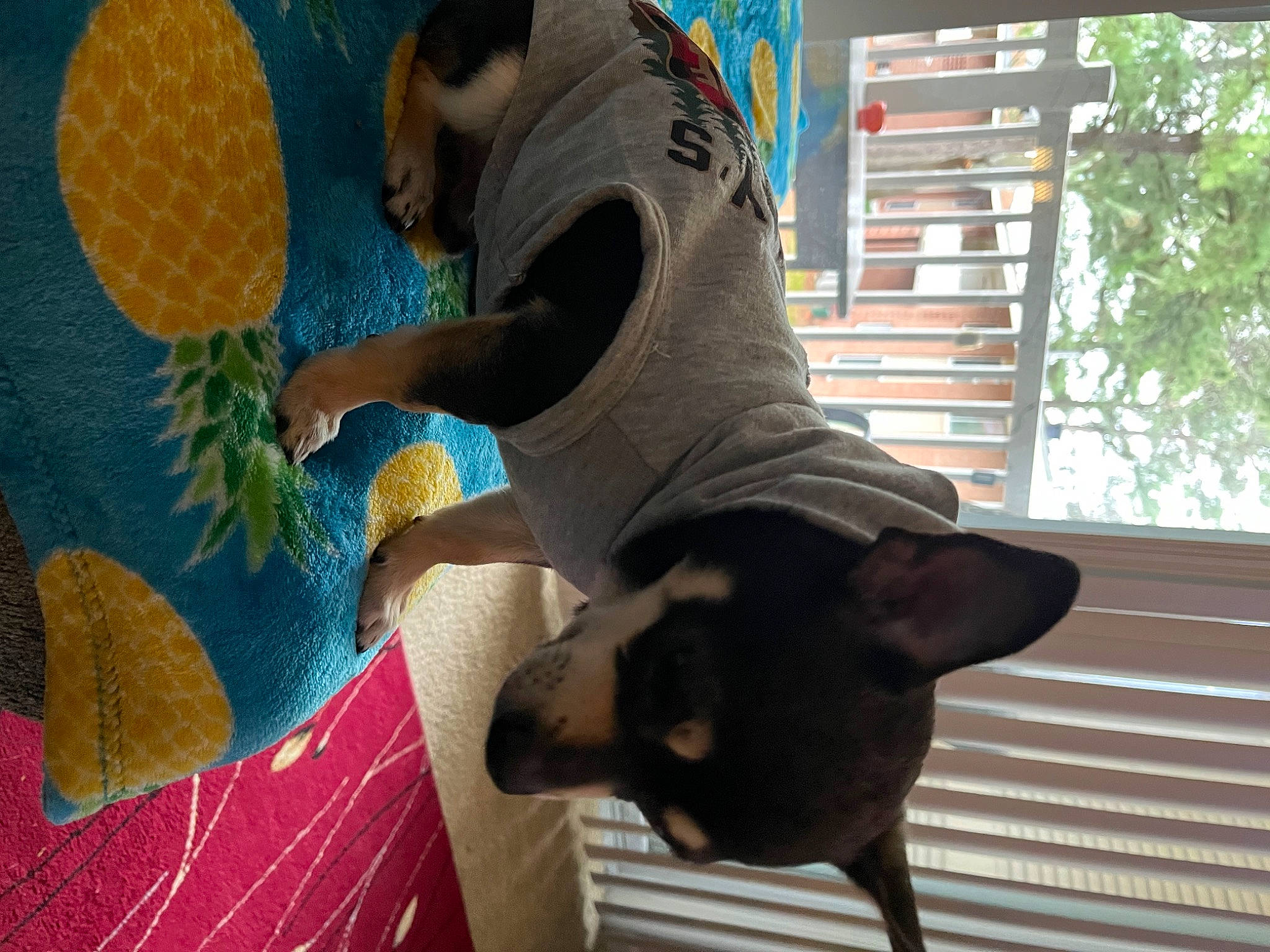 Samson is registered to the contest to win money with this photo: art, carnivore, comfort, companion_dog, dog, dog_breed, fawn, felidae, green, mammal, room, snout, tail, toy, tree, vertebrate, visual_arts, window, working_animal, world