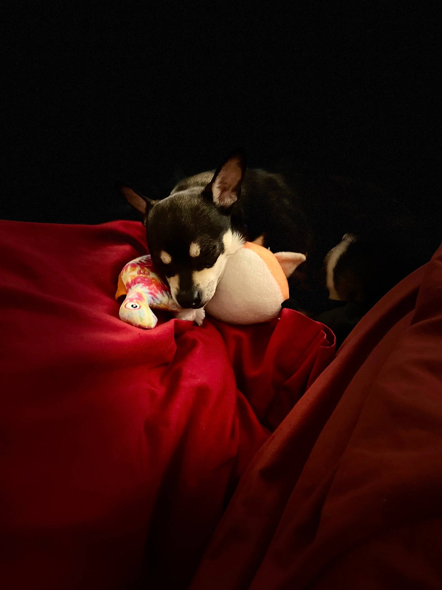 Samson joined the competition — help win amazing prizes! carmine, carnivore, comfort, companion_dog, couch, darkness, dog, dog_breed, fawn, felidae, fictional_character, fur, linens, magenta, sitting, small_to_medium_sized_cats, sporting_group, tail, toy_dog, whiskers