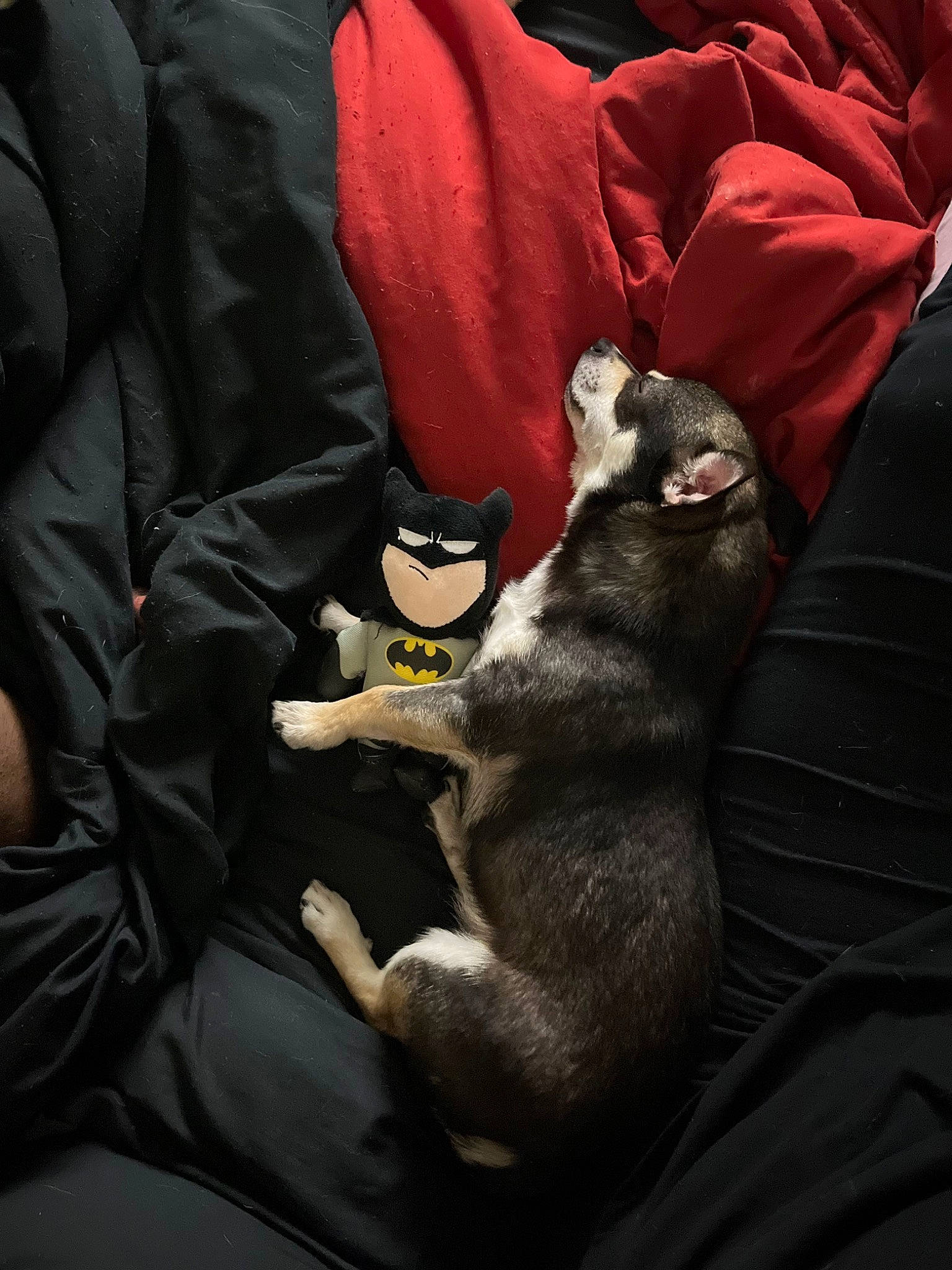 Samson joined the competition — help win amazing prizes! bedding, black_cat, carmine, carnivore, cat, comfort, darkness, dog_breed, domestic_short_haired_cat, felidae, fur, grey, linens, mammal, small_to_medium_sized_cats, stuffed_toy, tail, toy, vertebrate, whiskers