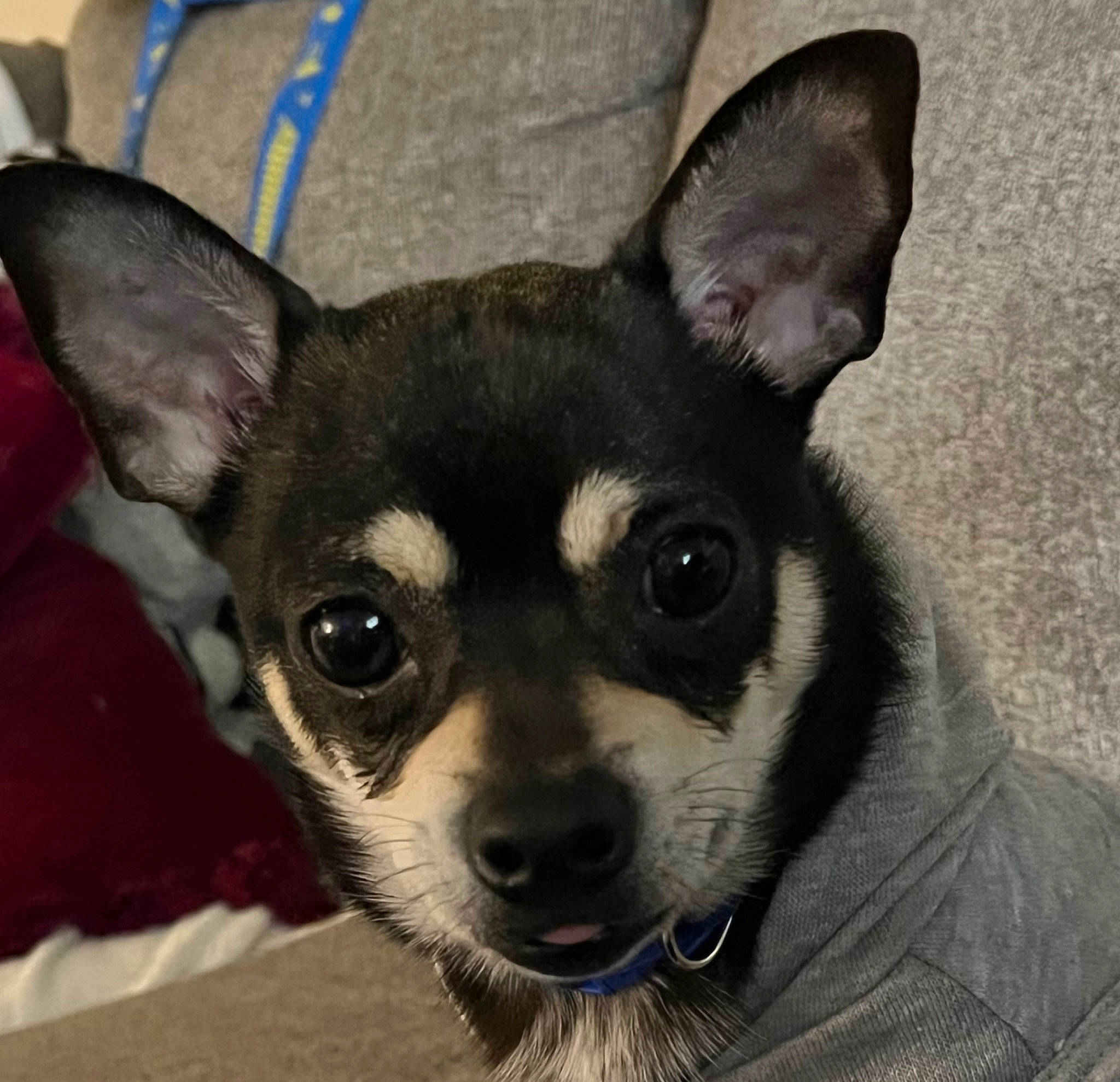 Samson is registered to the contest to win money with this photo: ancient_dog_breeds, canidae, carnivore, chihuahua, companion_dog, corgi_chihuahua, dog, dog_breed, ear, fawn, fur, head, jaw, non_sporting_group, snout, sporting_group, terrestrial_animal, toy_dog, whiskers, working_animal