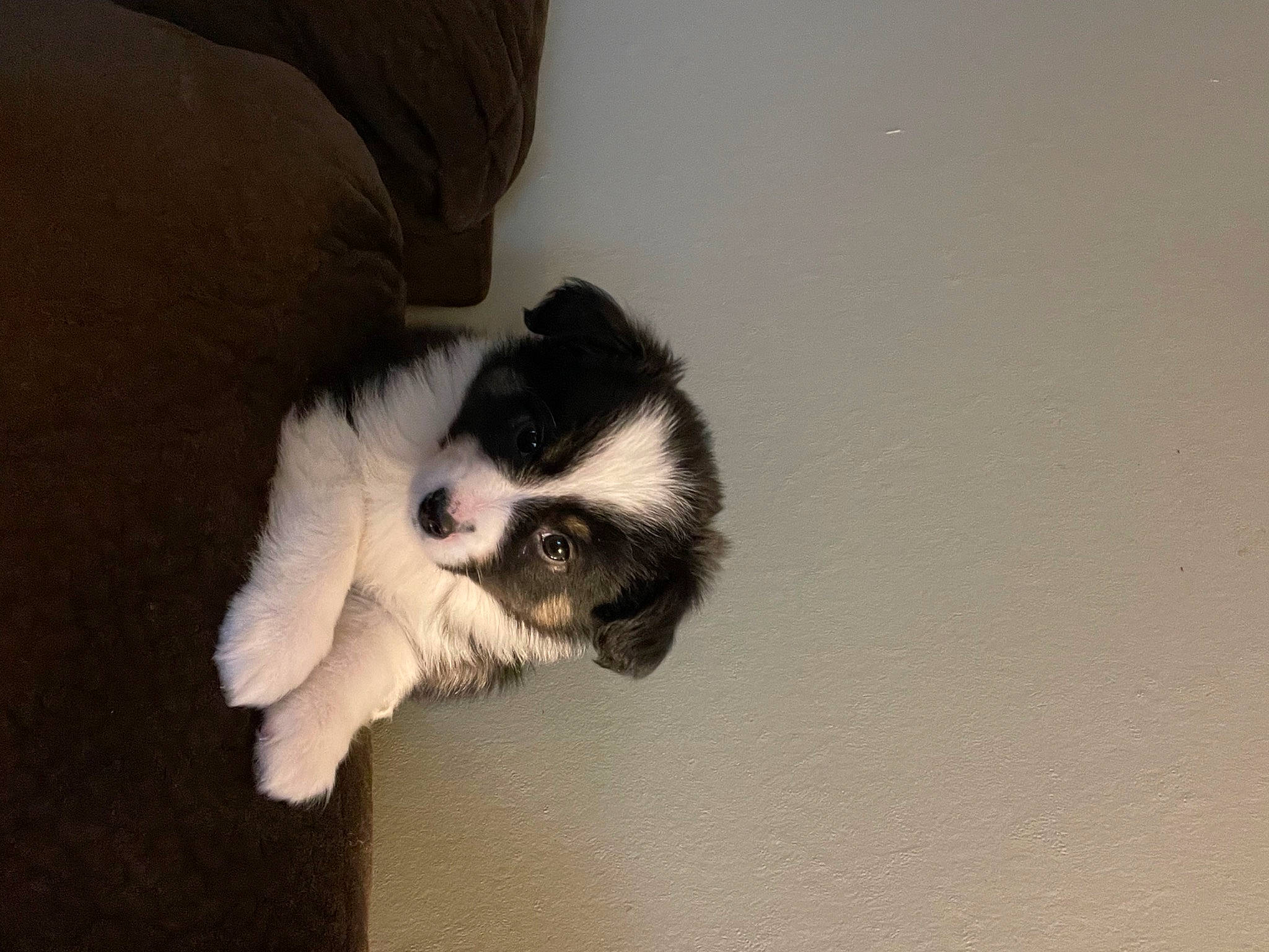 Bailey is registered to the contest to win money with this photo: canidae, carnivore, cat, claw, comfort, companion_dog, dog_breed, domestic_short_haired_cat, felidae, foot, fur, non_sporting_group, paw, small_to_medium_sized_cats, snout, sporting_group, tail, terrestrial_animal, whiskers