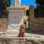 Ponpon participe au concours pour gagner de l'argent avec cette photo : animal, architecture, blue_sky, brown_dog, calm, dog, engraving, greenery, historic, leash, nature, outdoor, pet, pink_harness, shadows, statue, stone_monument, stone_wall, sunny, walking_path