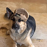 Mr. Blu is registered to the contest to win money with this photo: dog, german_shepherd, hat, cap, pet, animal, indoor, floor, laying_down, brown, black, beige, fur, canine, cute, domestic_animal, portrait, looking_at_camera, relaxed, one_ear_up