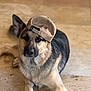 dog, german_shepherd, hat, cap, pet, animal, indoor, floor, laying_down, brown, black, beige, fur, canine, cute, domestic_animal, portrait, looking_at_camera, relaxed, one_ear_up