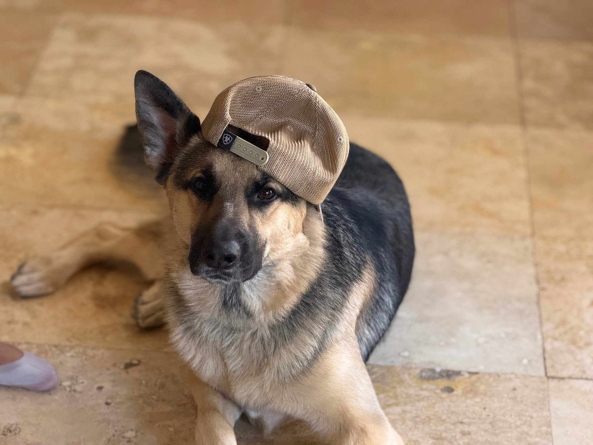 Mr. Blu is registered to the contest to win money with this photo: dog, german_shepherd, hat, cap, pet, animal, indoor, floor, laying_down, brown, black, beige, fur, canine, cute, domestic_animal, portrait, looking_at_camera, relaxed, one_ear_up