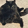 cat, black_cat, fluffy, pet, animal, indoor, carpet, paw, claws, feline, cute, fur, whiskers, relaxed, sitting, looking_at_camera, green_eyes, closeup, mammal, domestic_animal
