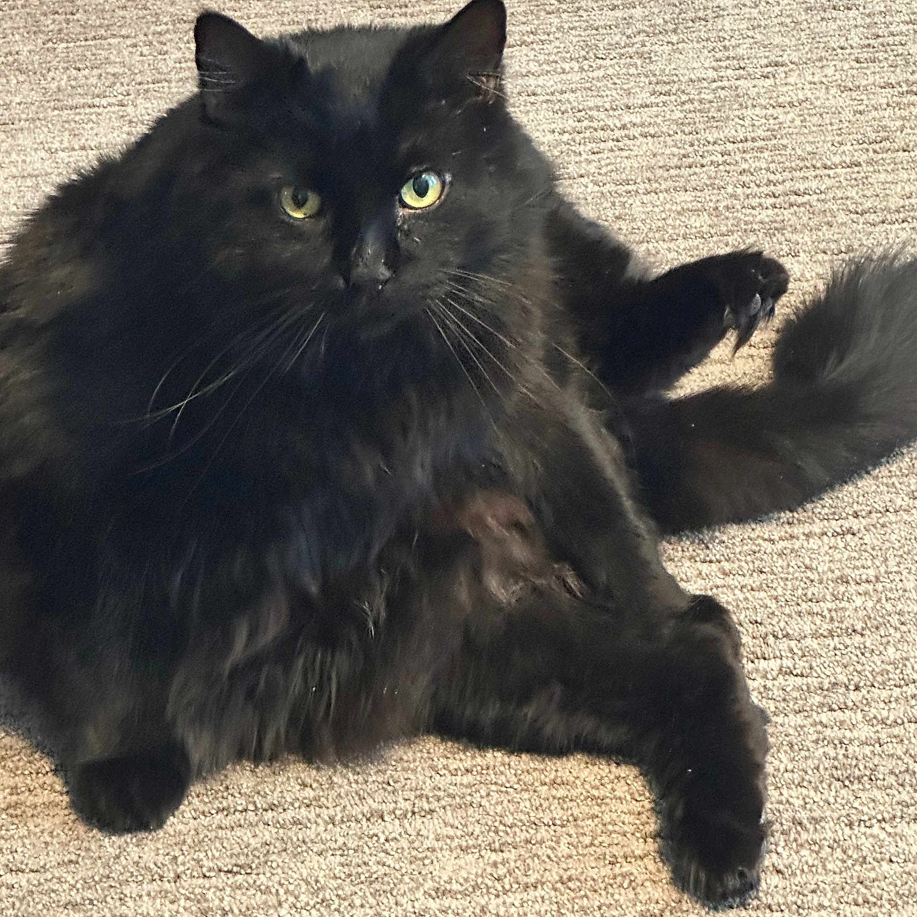 Shadow is registered to the contest to win money with this photo: cat, black_cat, fluffy, pet, animal, indoor, carpet, paw, claws, feline, cute, fur, whiskers, relaxed, sitting, looking_at_camera, green_eyes, closeup, mammal, domestic_animal