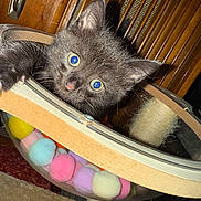 Luna joined the competition — help win amazing prizes! black_kitten, cat, kitten, pet, animal, toy, colorful_balls, curious, wooden_background, fuzzy_balls, indoor, scratching_post, close_up, cute, feline, playful, small, young, whiskers, ears