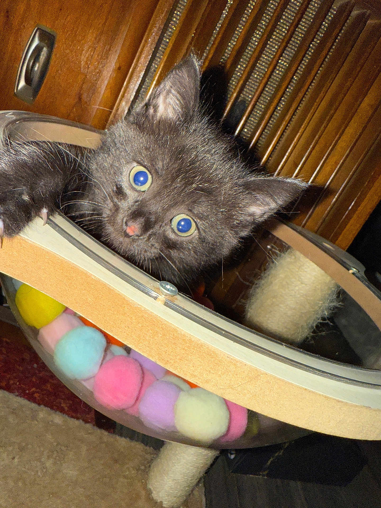 Luna joined the competition — help win amazing prizes! black_kitten, cat, kitten, pet, animal, toy, colorful_balls, curious, wooden_background, fuzzy_balls, indoor, scratching_post, close_up, cute, feline, playful, small, young, whiskers, ears