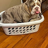 Boogie Man joined the competition — help win amazing prizes! animal, brown_dog, bulldog, companion, cute, dog, domestic, expression, fish_tank, floor, furniture, home, indoor, laundry_basket, pet, portrait, resting, tongue_out, white_basket, wooden_floor