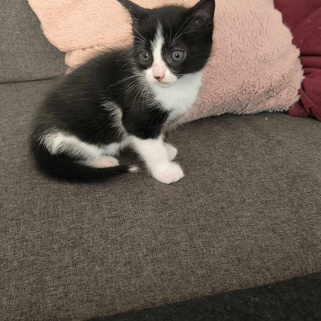 Minou participe au concours pour gagner de l'argent avec cette photo : animal, architecture, blanket, building, cat, chair, couch, cushion, furniture, homedecor, indoors, kitten, livingroom, manx, person, pet, pillow, quilt, room, sleeping
