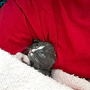 Timey is registered to the contest to win money with this photo: kitten, cat, gray_cat, white_fur, blanket, red_blanket, knitted_fabric, cozy, cute, pet, animal, whiskers, paw, resting, indoor, soft_texture, small, young, curious, face