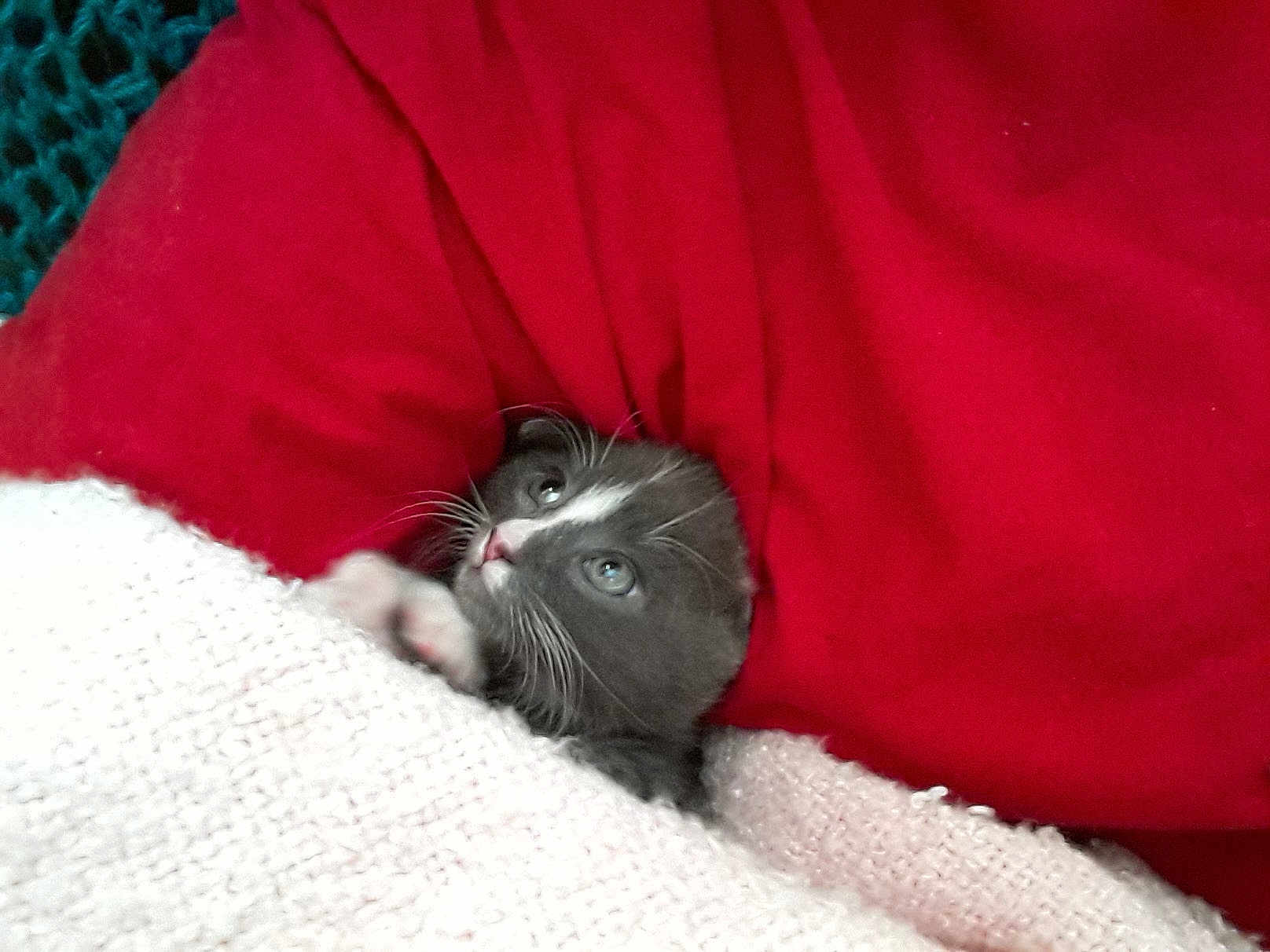 Timey is registered to the contest to win money with this photo: kitten, cat, gray_cat, white_fur, blanket, red_blanket, knitted_fabric, cozy, cute, pet, animal, whiskers, paw, resting, indoor, soft_texture, small, young, curious, face