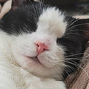 Queenie joined the competition — help win amazing prizes! cat, sleeping, close_up, black_and_white, fur, pink_nose, whiskers, cozy, blanket, pet, animal, relaxed, cute, mammal, indoor, resting, peaceful, soft, face, domestic_cat