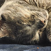Sugar is registered to the contest to win money with this photo: cat, tabby, sleeping, closeup, fur, whiskers, nose, face, pet, domestic_animal, animal, relaxation, cozy, resting, blue_blanket, texture, soft, peaceful, indoors, cute