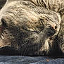 cat, tabby, sleeping, closeup, fur, whiskers, nose, face, pet, domestic_animal, animal, relaxation, cozy, resting, blue_blanket, texture, soft, peaceful, indoors, cute