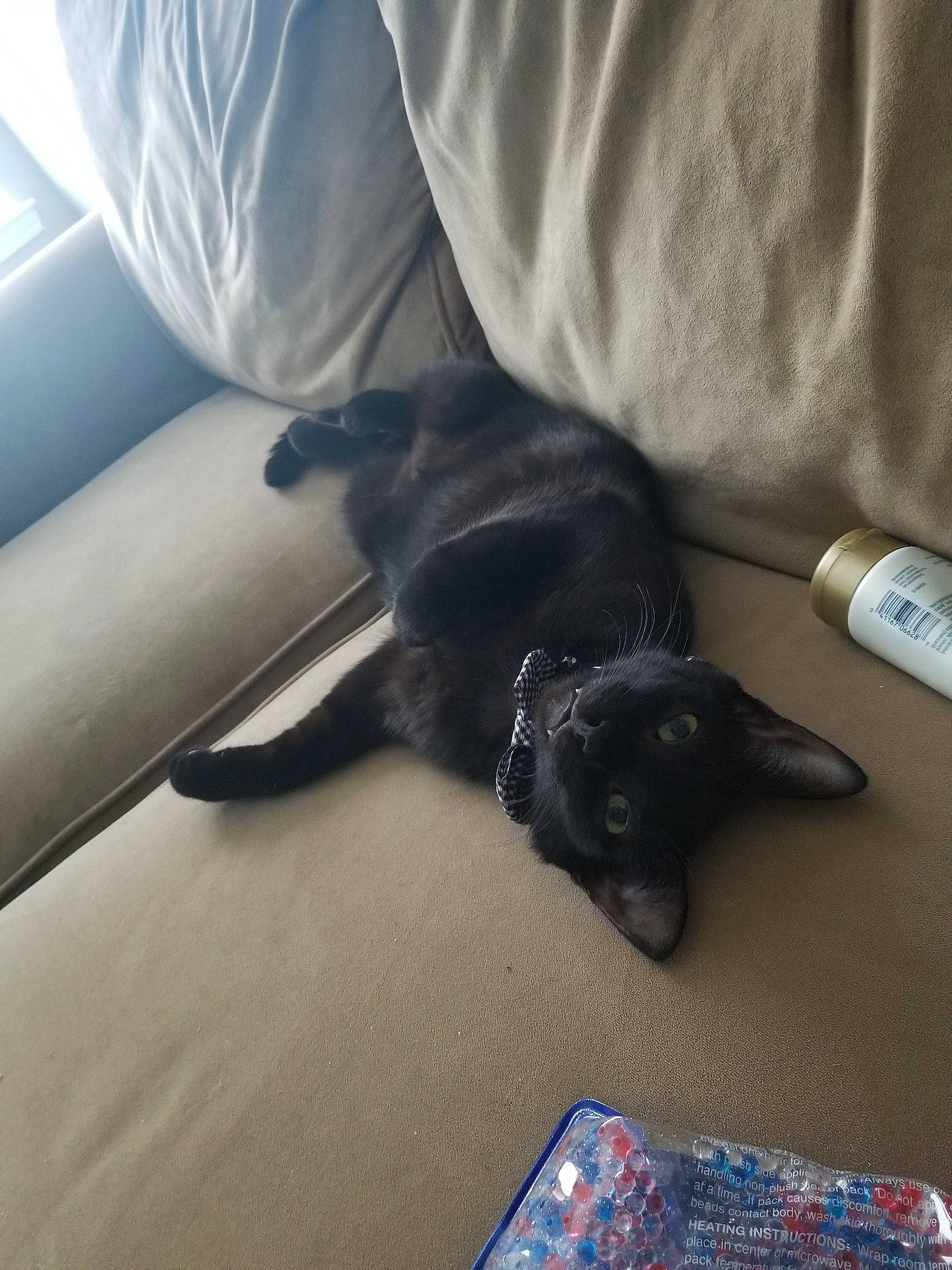 Blackjack joined the competition — help win amazing prizes! black_cat, canidae, carnivore, cat, dog, dog_breed, felidae, leg, small_to_medium_sized_cats, sporting_group, tail, whiskers