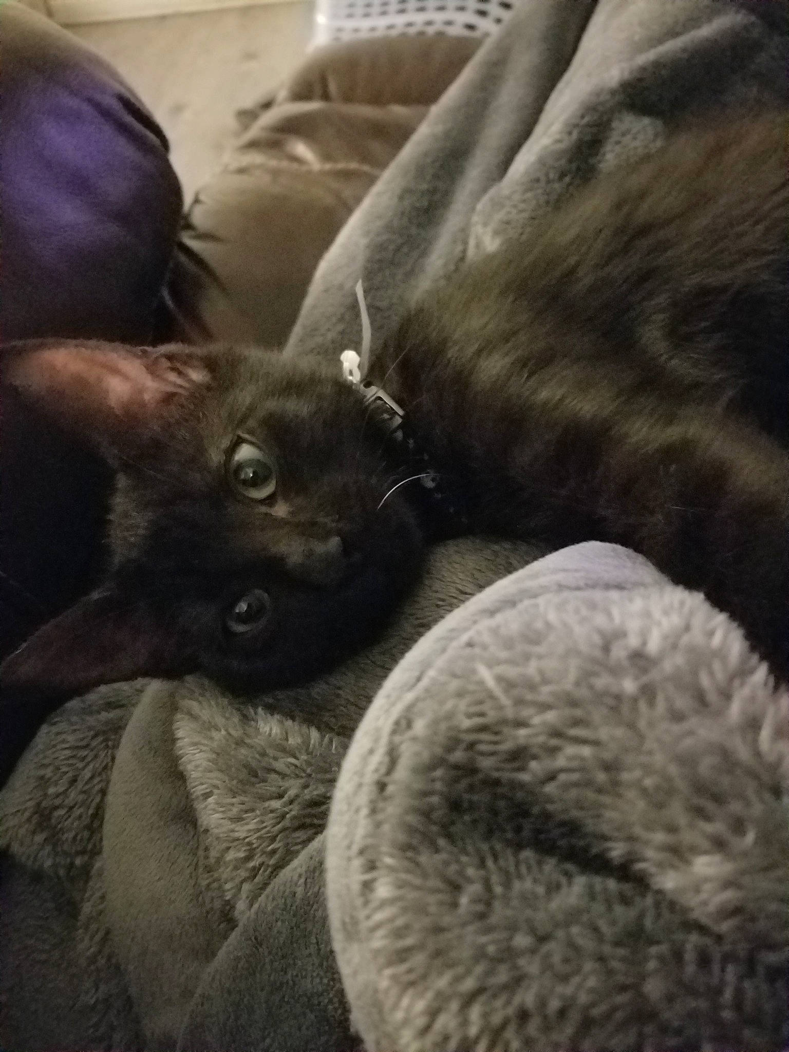 Blackjack joined the competition — help win amazing prizes! black_cat, canidae, carnivore, cat, companion_dog, cornish_rex, devon_rex, dog, dog_breed, ear, felidae, kitten, puppy, small_to_medium_sized_cats