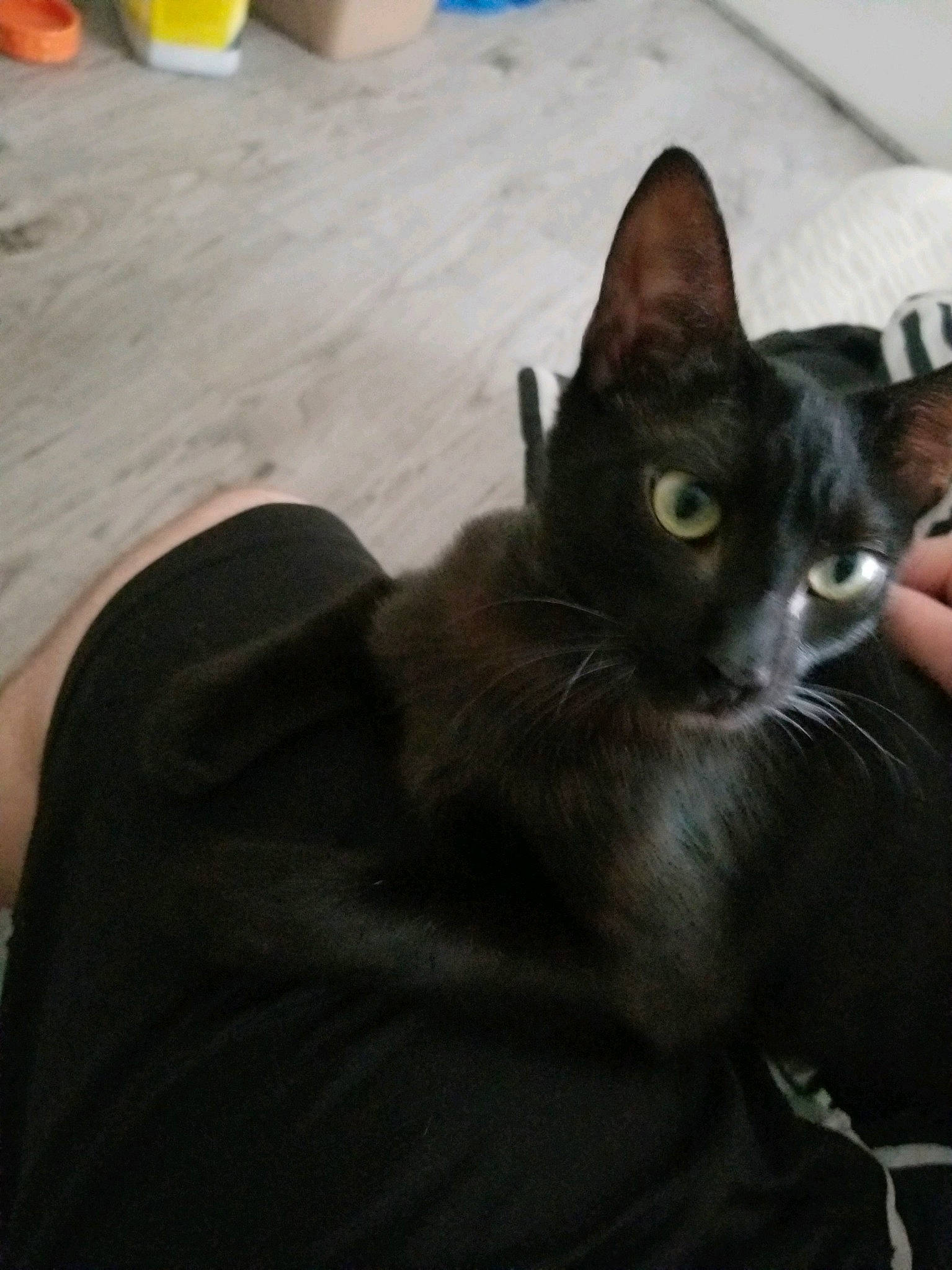 Blackjack is registered to the contest to win money with this photo: asian, black_cat, bombay, burmese, carnivore, cat, ear, felidae, kitten, sky, small_to_medium_sized_cats, whiskers