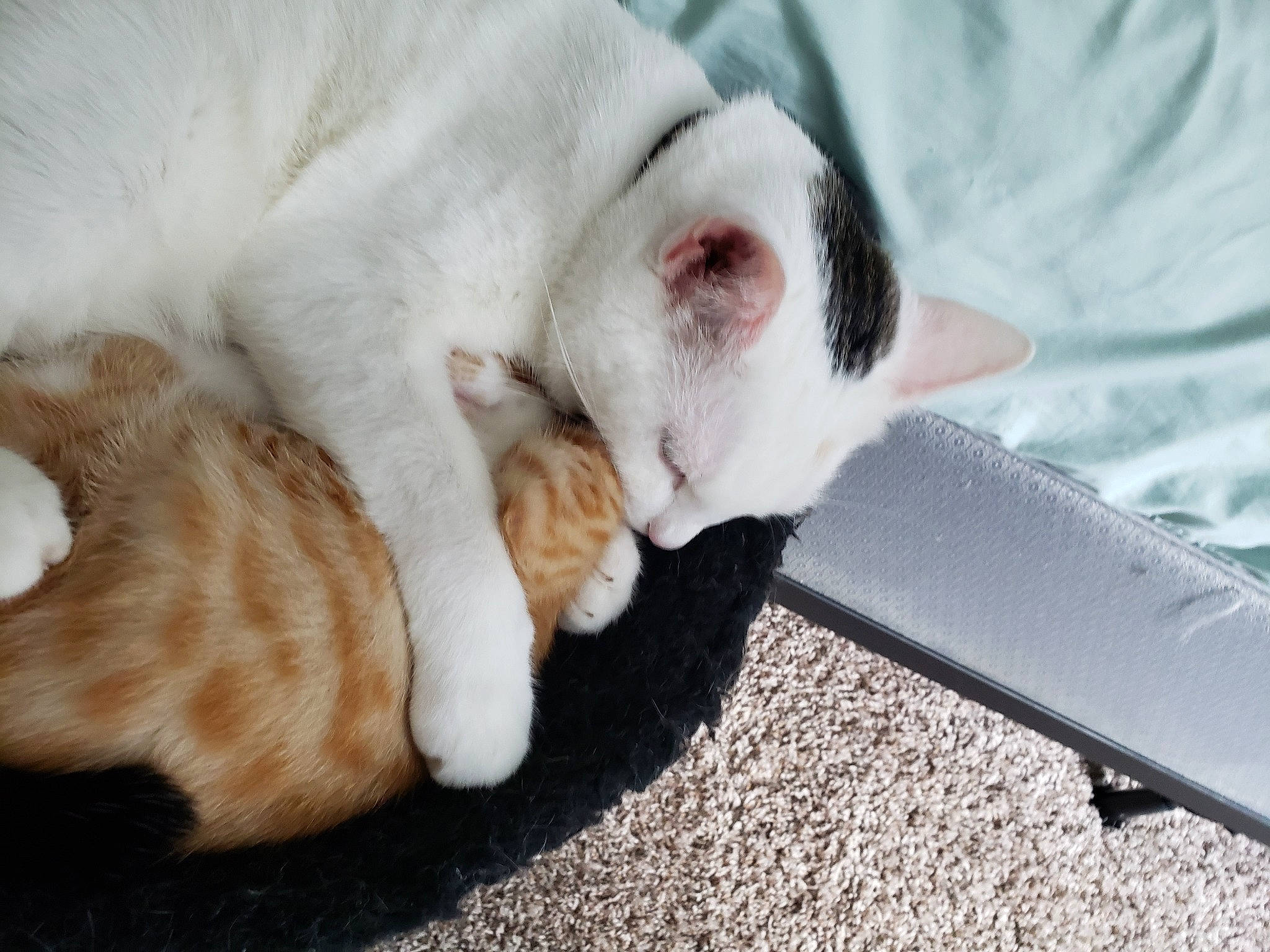 Missy joined the competition — help win amazing prizes! carnivore, cat, claw, comfort, companion_dog, domestic_short_haired_cat, fawn, felidae, fur, nap, paw, plastic_bag, sleep, small_to_medium_sized_cats, snout, tail, whiskers, wood