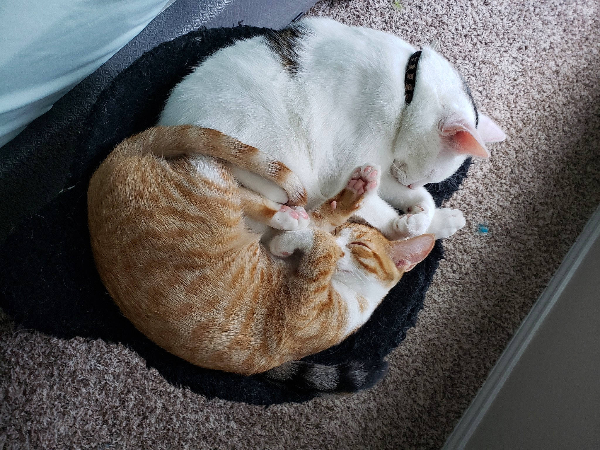 Missy joined the competition — help win amazing prizes! canidae, carnivore, cat, cat_bed, cat_supply, comfort, companion_dog, couch, dog_breed, domestic_short_haired_cat, fawn, felidae, fur, paw, pet_supply, small_to_medium_sized_cats, snout, sporting_group, tail, whiskers