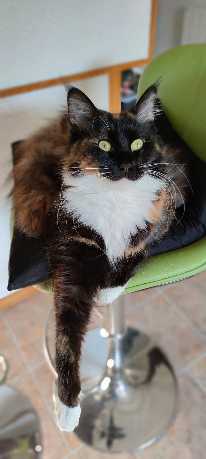 Rhapsody participe au concours pour gagner de l'argent avec cette photo : black_cat, box, carnivore, cat, claw, comfort, domestic_short_haired_cat, felidae, formal_wear, fur, grass, iris, paw, sitting, small_to_medium_sized_cats, snout, tail, terrestrial_animal, whiskers, window