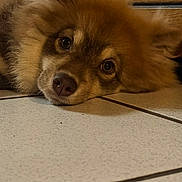 Alaska a rejoint le concours — aidez-le/la à gagner de superbes lots ! dog, pet, animal, fur, cute, lying_down, indoors, floor, tile, brown, close_up, ears, snout, eyes, domestic, mammal, companion, resting, soft, cozy