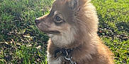 Alaska a rejoint le concours — aidez-le/la à gagner de superbes lots ! dog, puppy, fluffy, leash, grass, outdoor, sunlight, nature, pet, canine, collar, side_view, young_dog, animal, greenery, daylight, fur, ears, sitting, alert