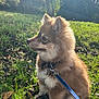 dog, puppy, fluffy, leash, grass, outdoor, sunlight, nature, pet, canine, collar, side_view, young_dog, animal, greenery, daylight, fur, ears, sitting, alert