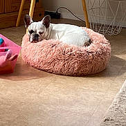 Athena participe au concours pour gagner de l'argent avec cette photo : dog, french_bulldog, sleeping, pet, pink_bed, shaggy_bed, indoors, living_room, floor, furniture, table, chair, basket, home_decor, white_dog, wrinkled_face, large_ears, resting, cute, portrait